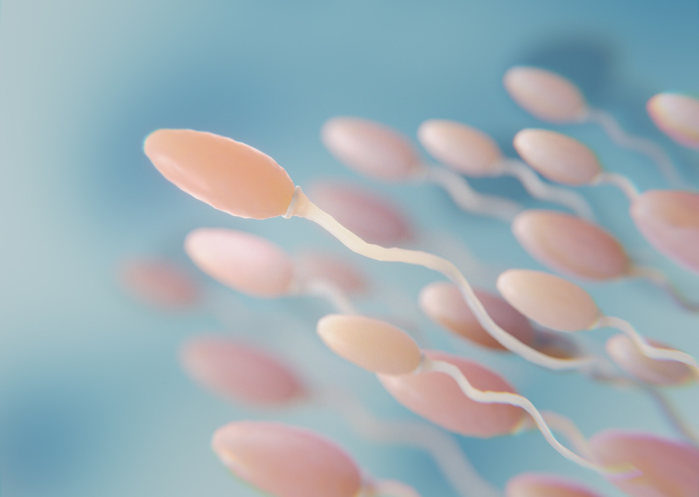 Spermatozoïdes en 3D